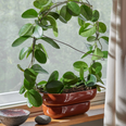 Kukka_windowsill_1_26422.jpg.webp